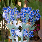 Bouquet Nontiscordardimé Funny Flowers di Vesta in plexiglass, simbolo di ricordo e legame